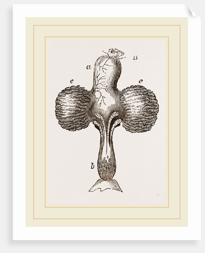 Crop of Pigeon by Anonymous