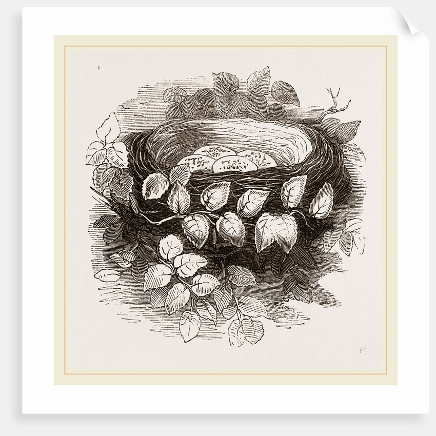 Nest of Wood-Swallow by Anonymous