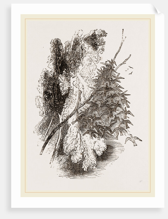 Swarm of Wood-Swallows by Anonymous