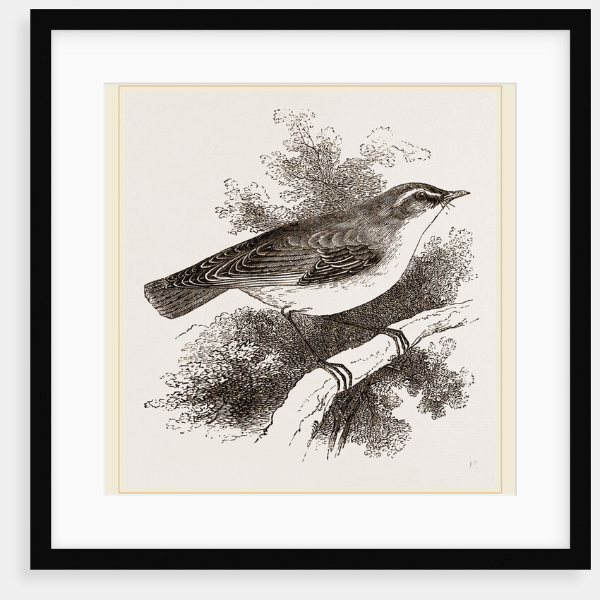 Wood-Wren by Anonymous