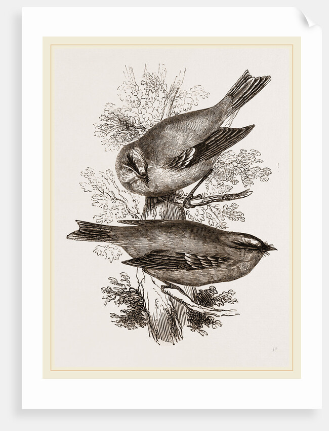 Gold-Crests by Anonymous