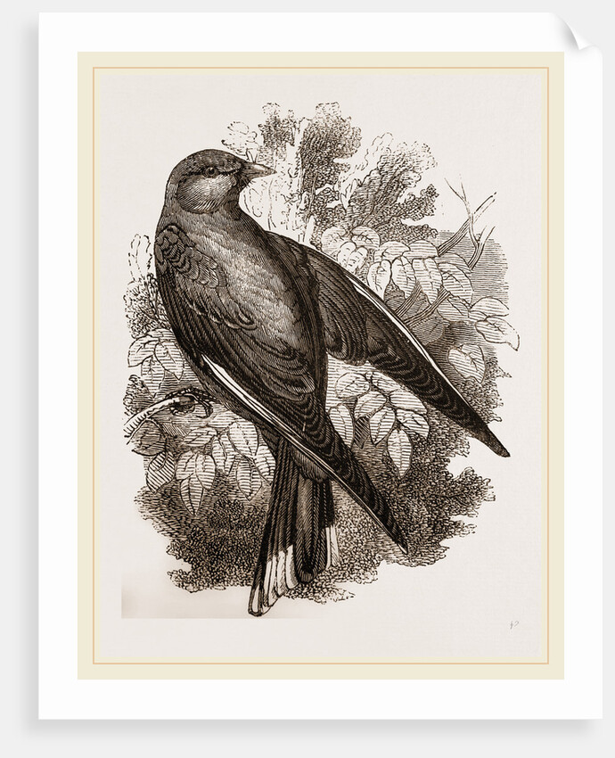 Common Wood-Swallow by Anonymous