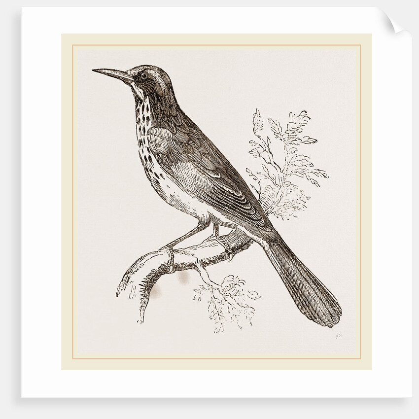 New Holland Honeysucker by Anonymous