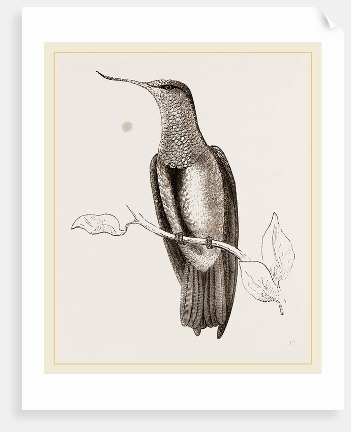 Recurved-bill Humming-bird by Anonymous