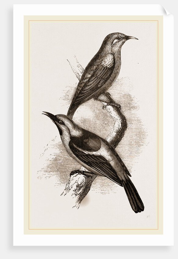 Blue-headed Honeysuckers by Anonymous