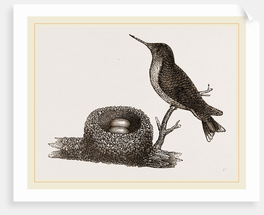 Ruby-throated Humming-bird and Nest by Anonymous