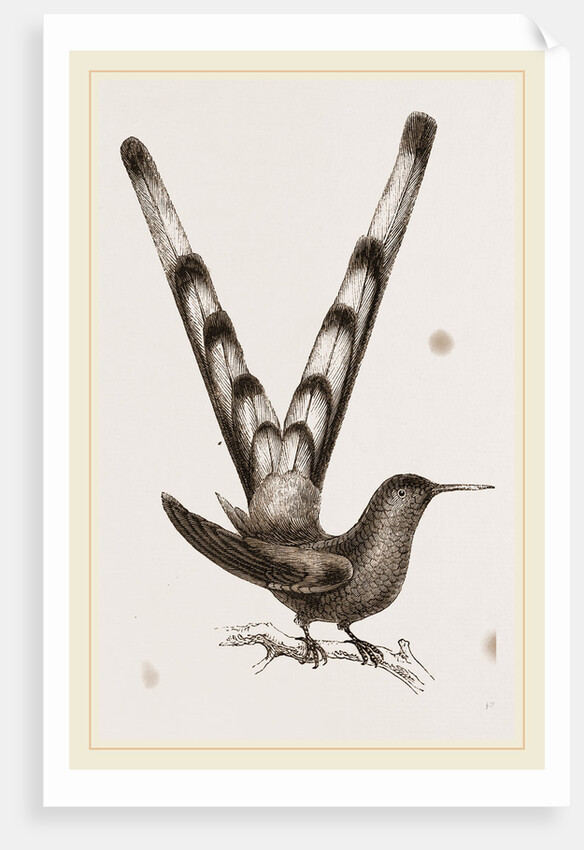 Bar-tailed Humming bird by Anonymous