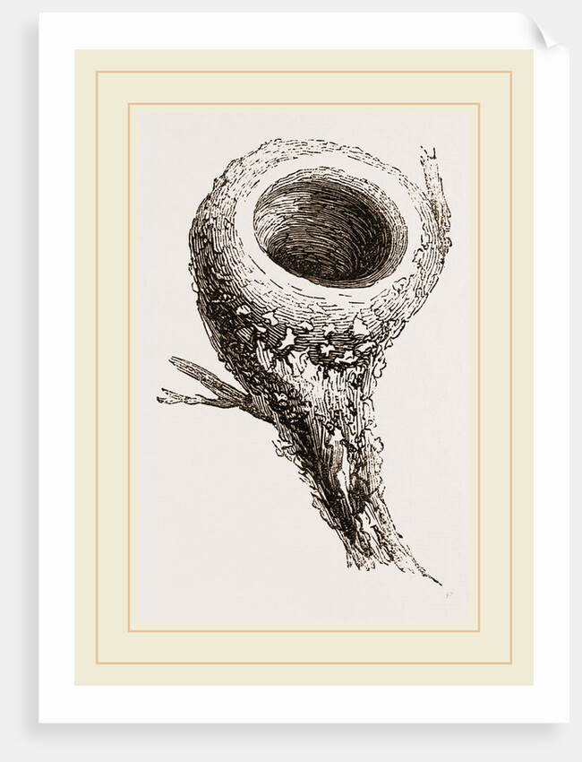 Nest of Humming-bird by Anonymous