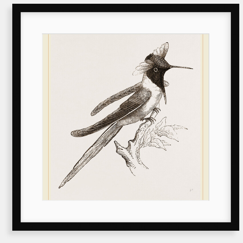 Double-crested Humming-bird by Anonymous