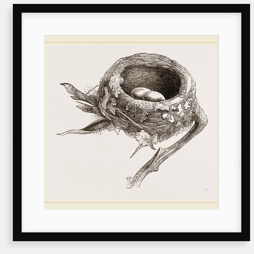 E5 Nest of Humming bird by Anonymous