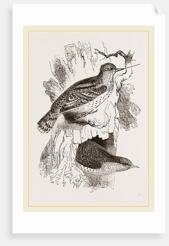 Wrynecks by Anonymous