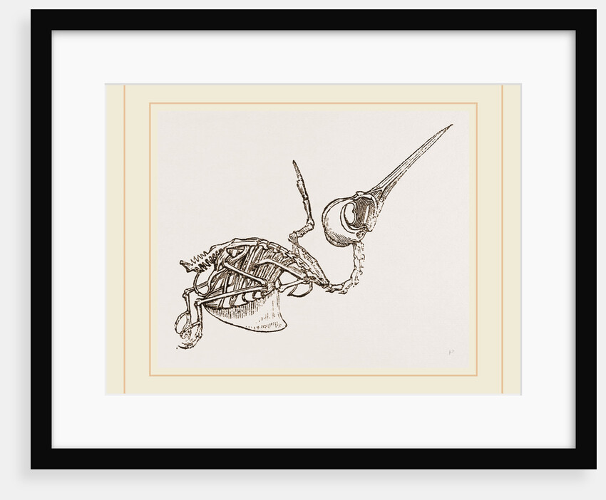 Skeleton of Humming-bird by Anonymous