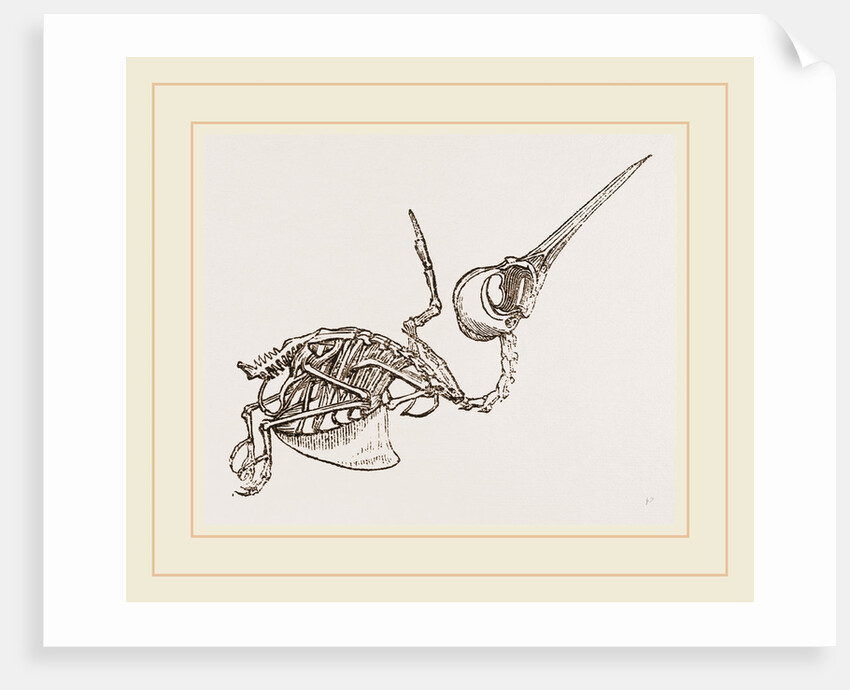 Skeleton of Humming-bird by Anonymous