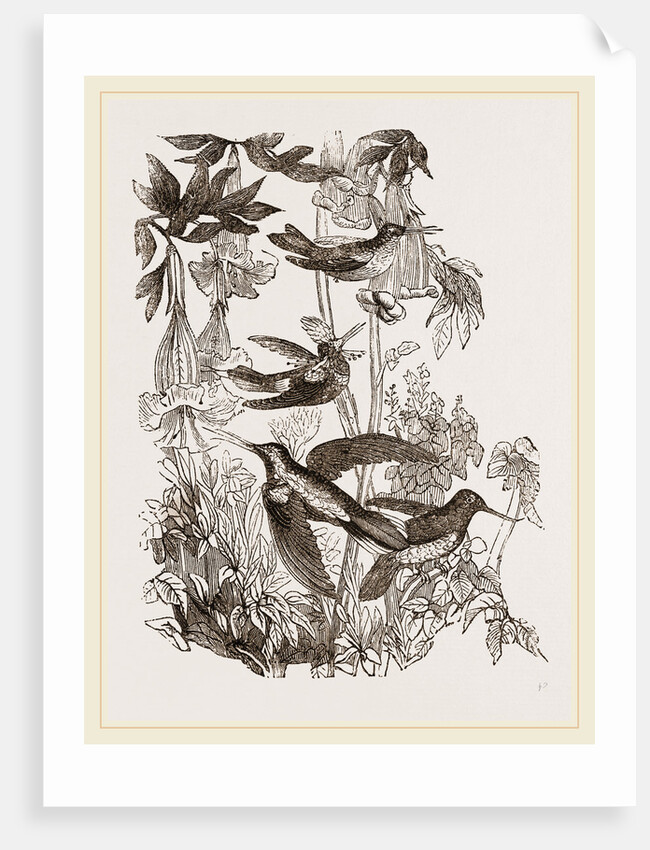 Group of Humming-birds by Anonymous