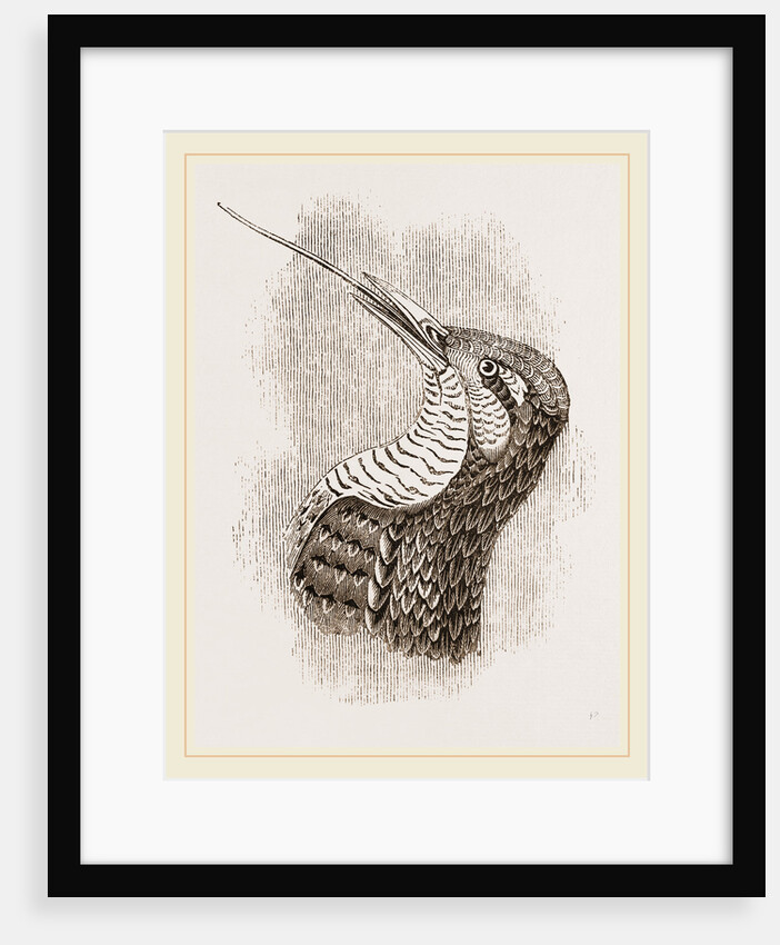 Head and Tongue of Wryneck by Anonymous