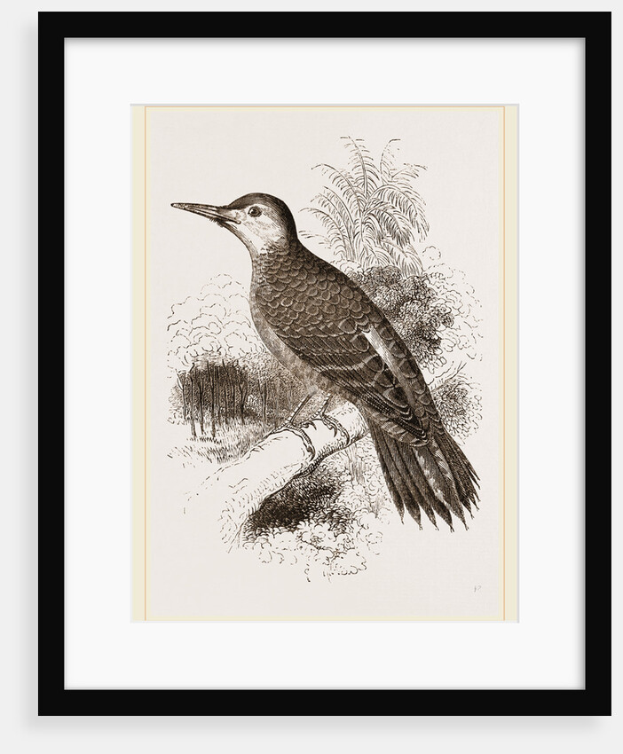 Chilian Woodpecker by Anonymous