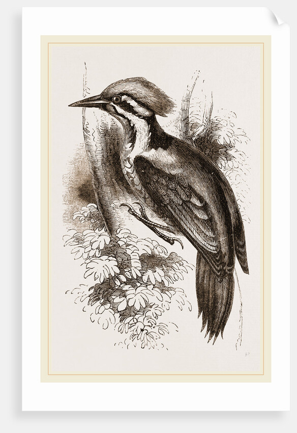 Shore's Woodpecker by Anonymous