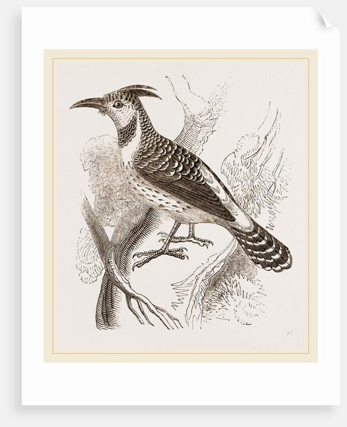 Caffre Woodpecker by Anonymous