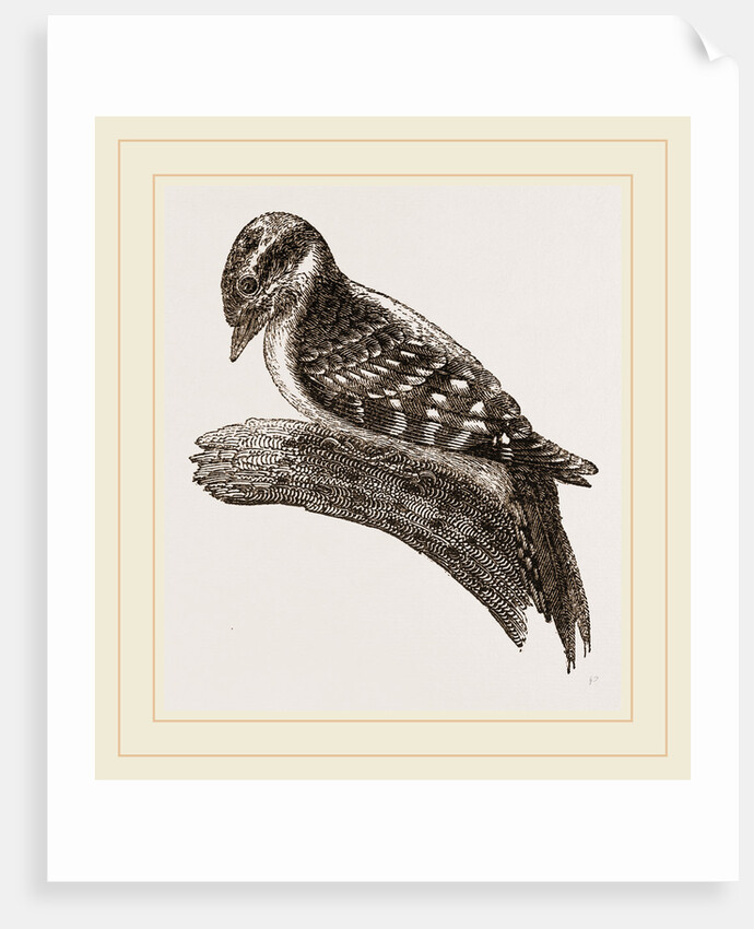 Downy Woodpecker by Anonymous