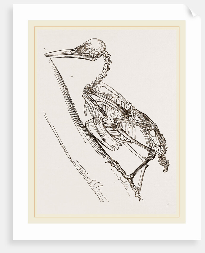 Skeleton of Woodpecker by Anonymous