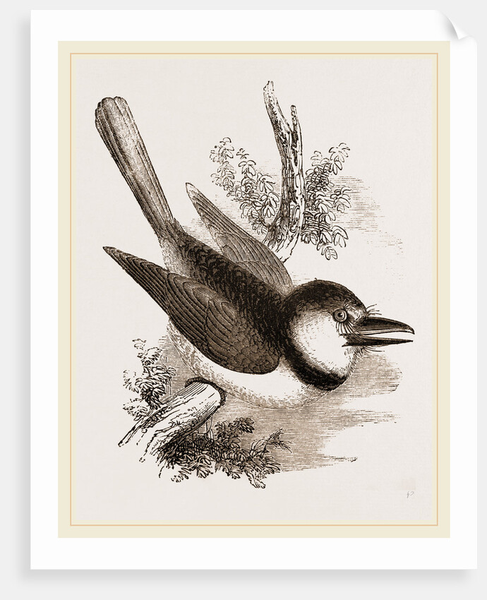 Great-billed Puff-Bird by Anonymous