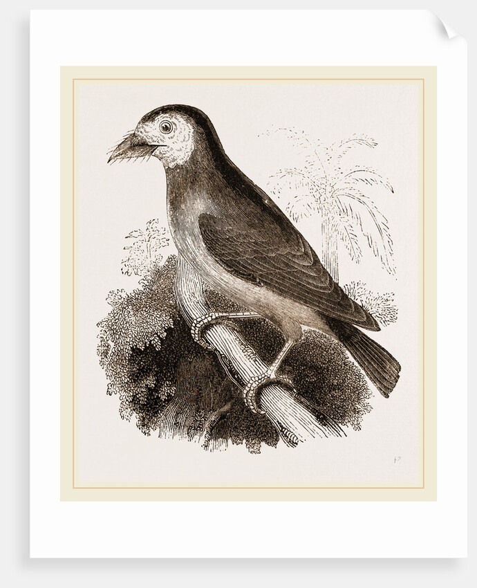 Latham's Barbet by Anonymous