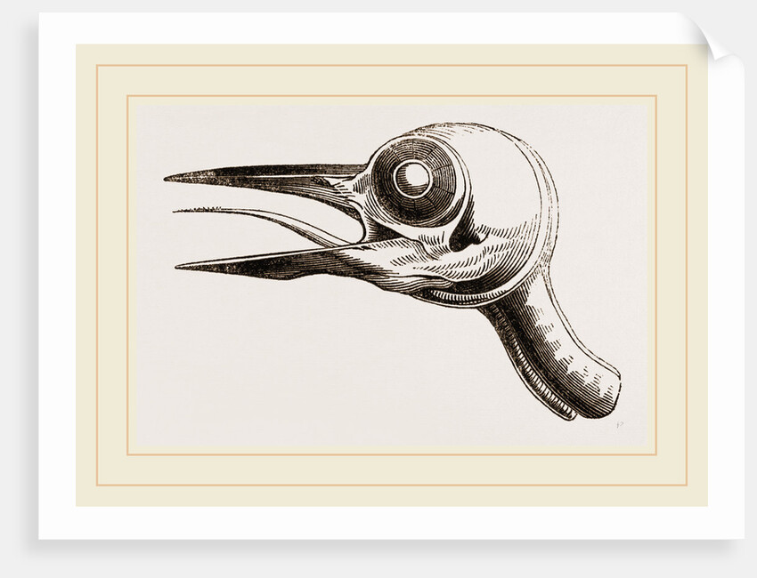 Head of Woodpecker by Anonymous