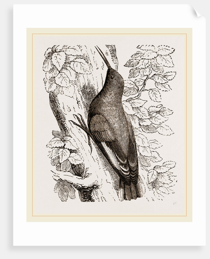 Wall-Creeper by Anonymous