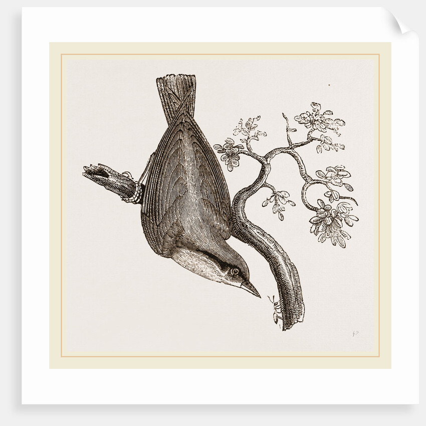 Nuthatch by Anonymous