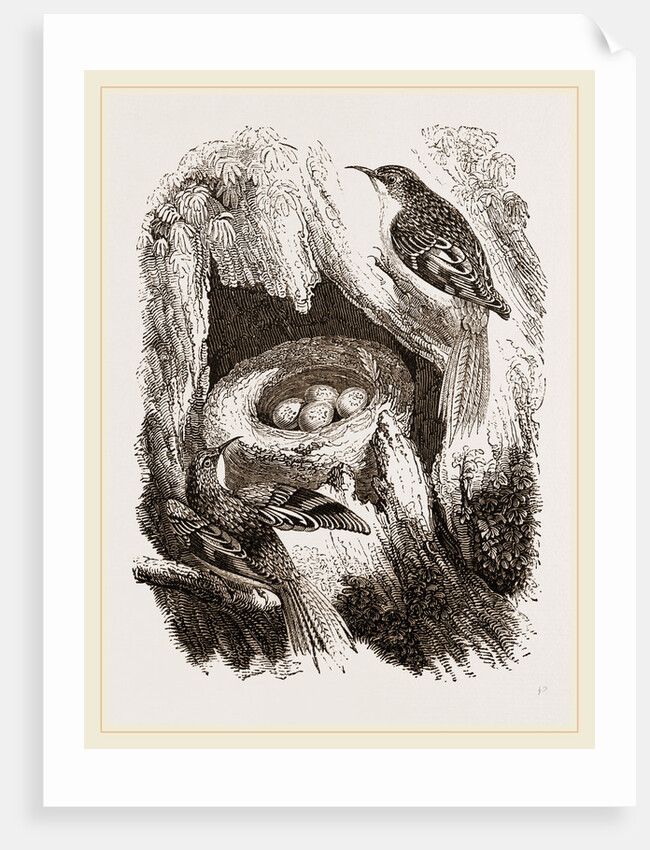 Creepers and Nest by Anonymous