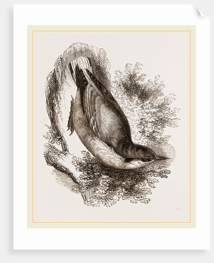 Nuthatch by Anonymous