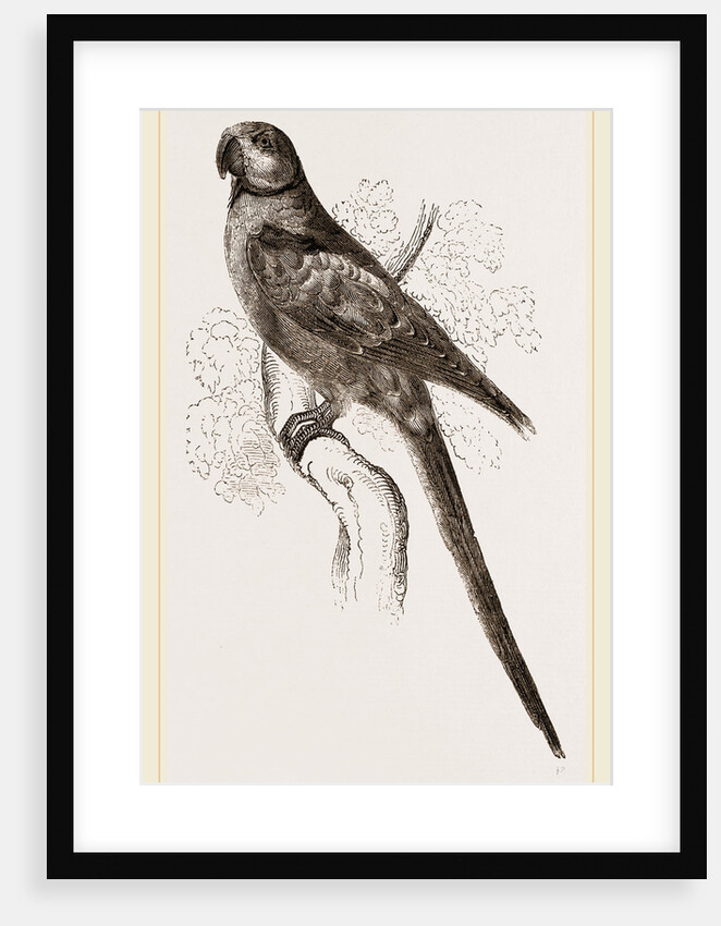 Alexandrine Parrakeet by Anonymous