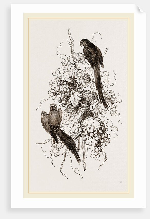 Rose-tinged Parrakeets by Anonymous