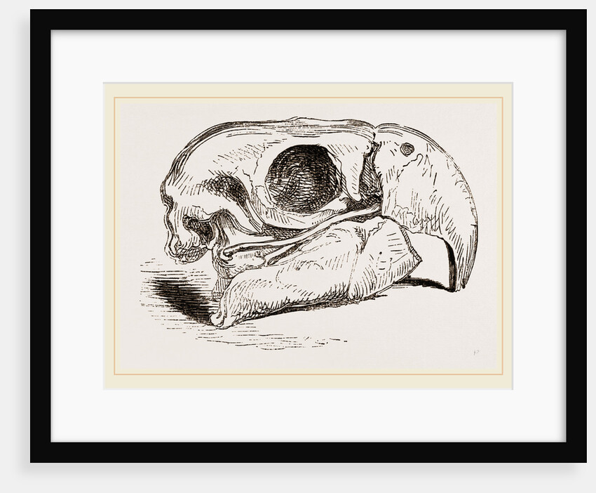Skull of Macaw by Anonymous