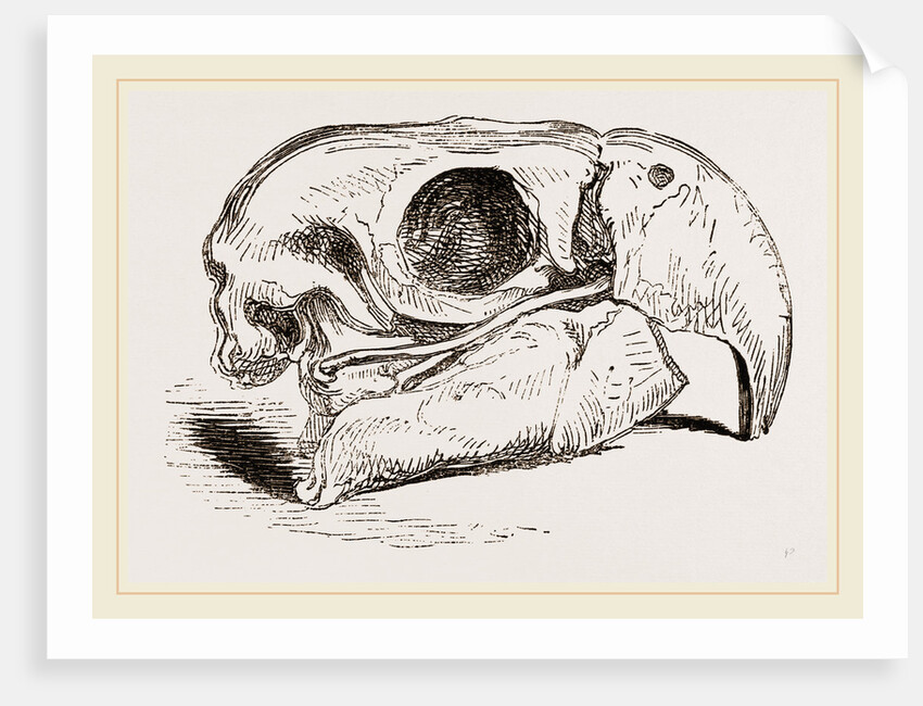 Skull of Macaw by Anonymous