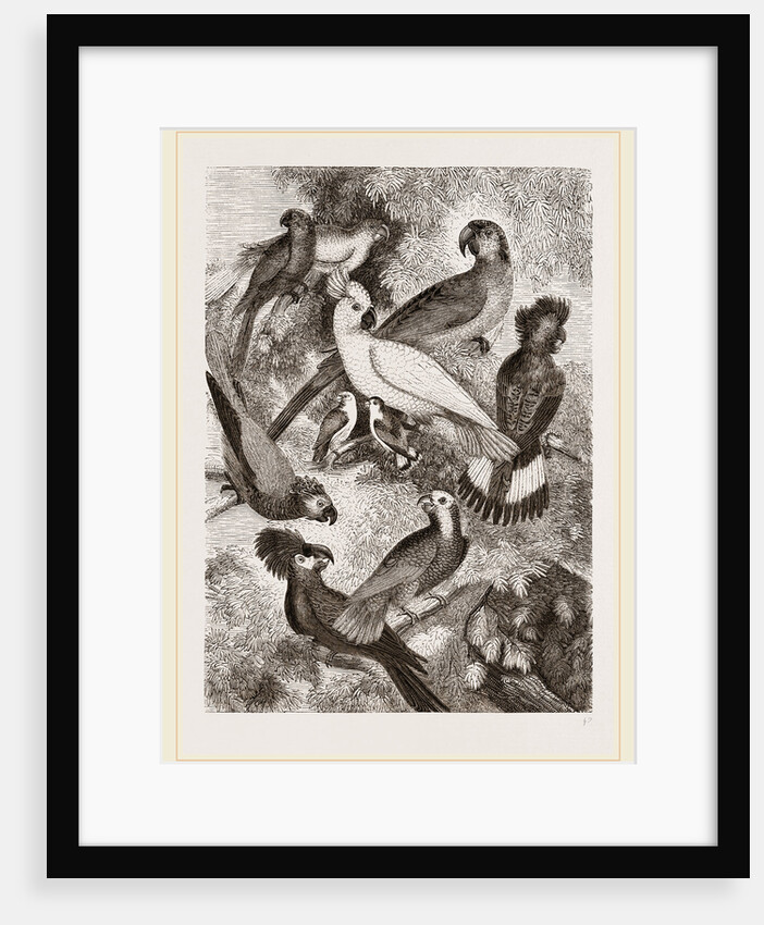Group of Parrots by Anonymous