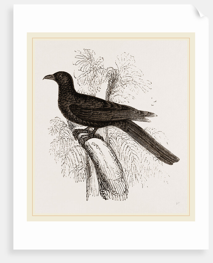 Eastern Black Cuckoo by Anonymous