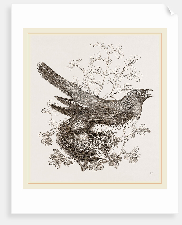 Cuckoo and Nest by Anonymous