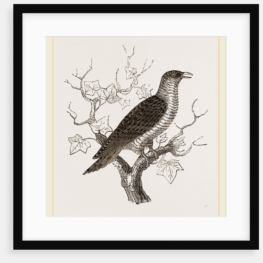 Young Cuckoo by Anonymous