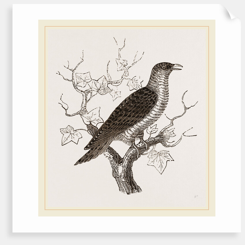 Young Cuckoo by Anonymous