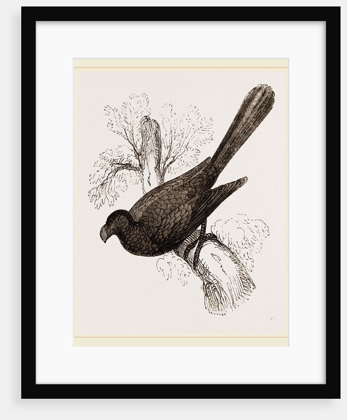 Ani, bird in the cuckoo family by Anonymous