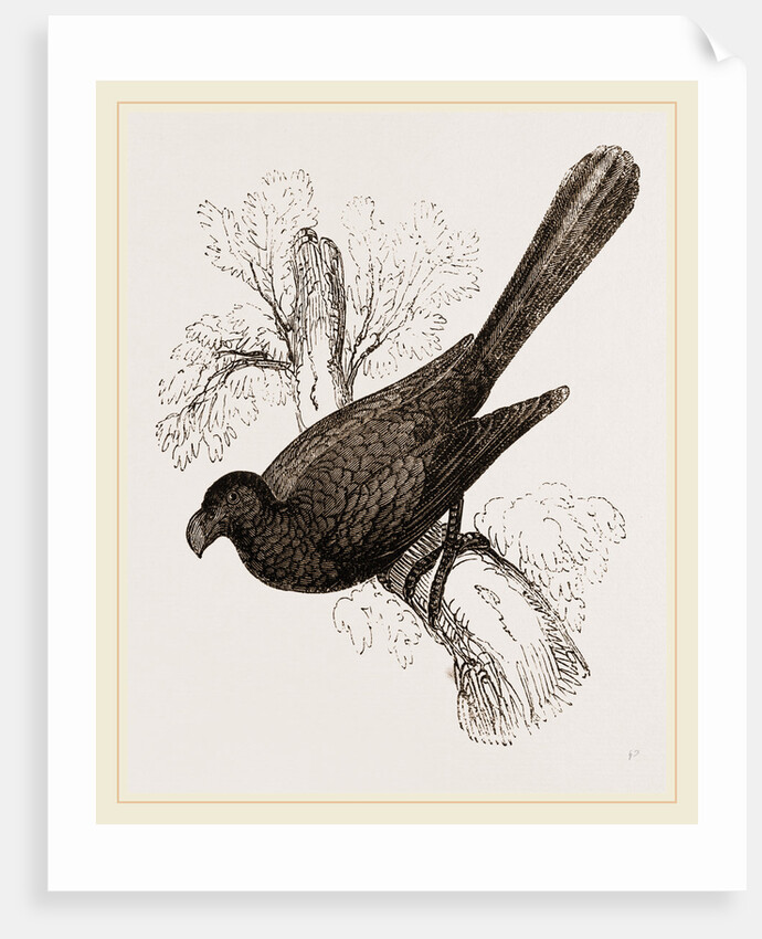 Ani, bird in the cuckoo family by Anonymous