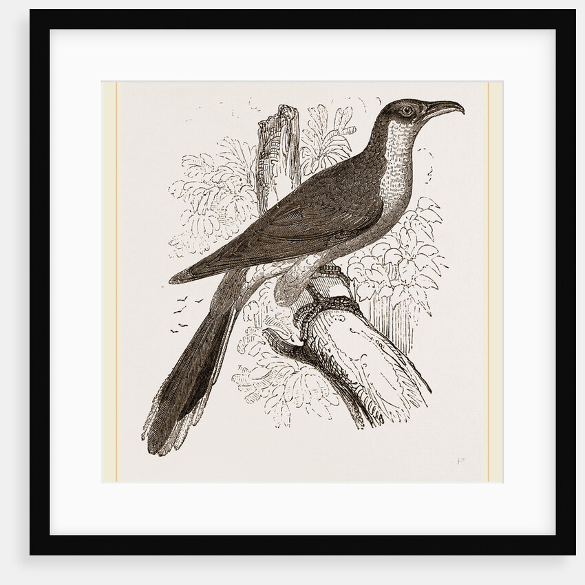 Yellow-billed Cuckoo by Anonymous