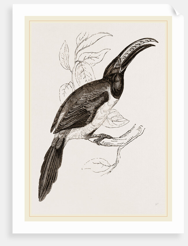 Humboldt's Aracari by Anonymous