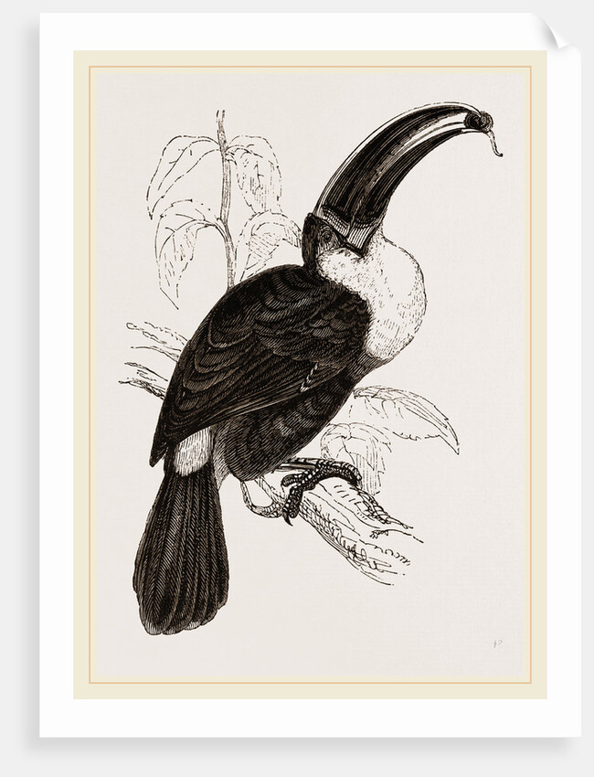 Cuvier's Toucan by Anonymous