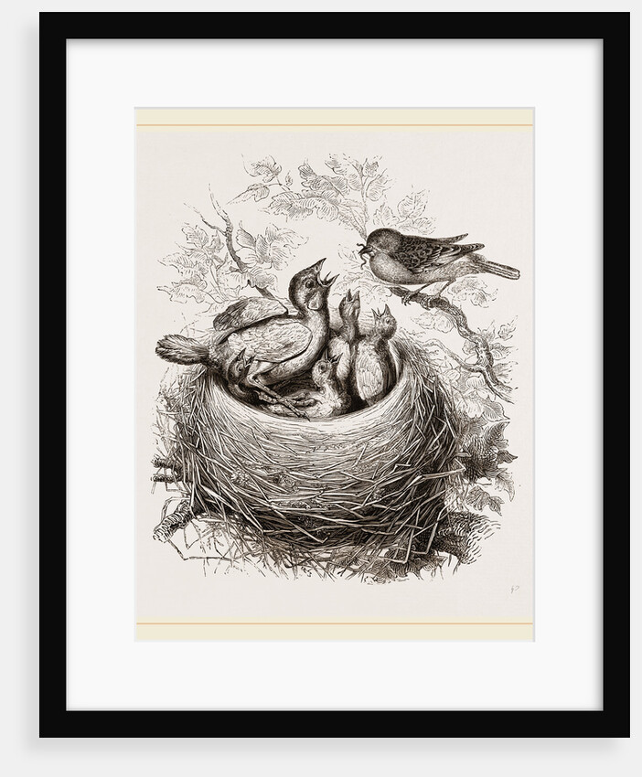 Cuckoo in Hedge-Sparrow's Nest by Anonymous