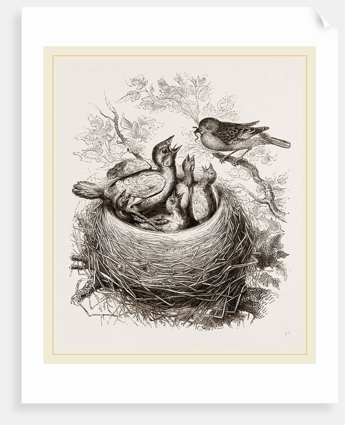 Cuckoo in Hedge-Sparrow's Nest by Anonymous