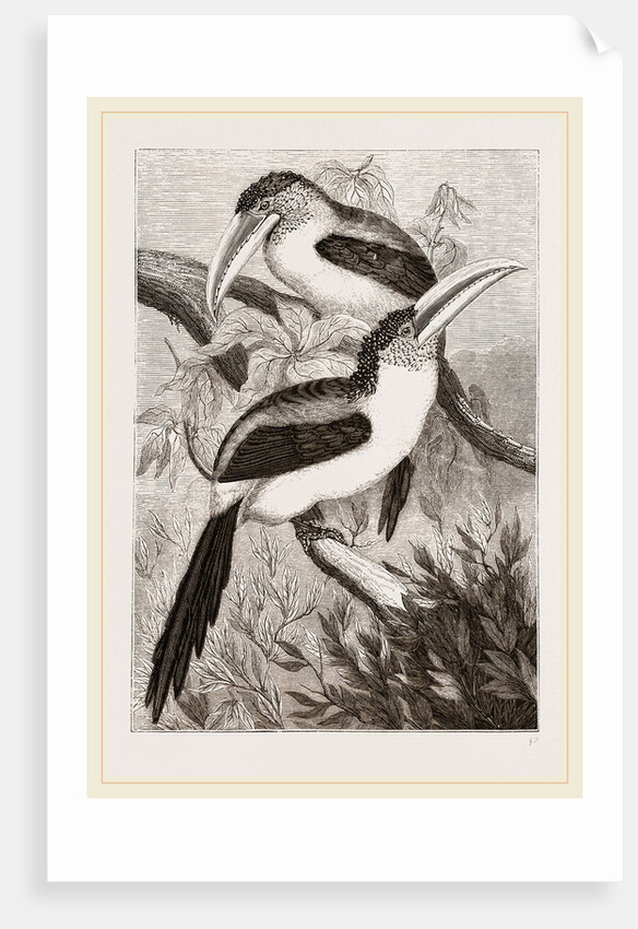 Curl-crested Aracaris by Anonymous