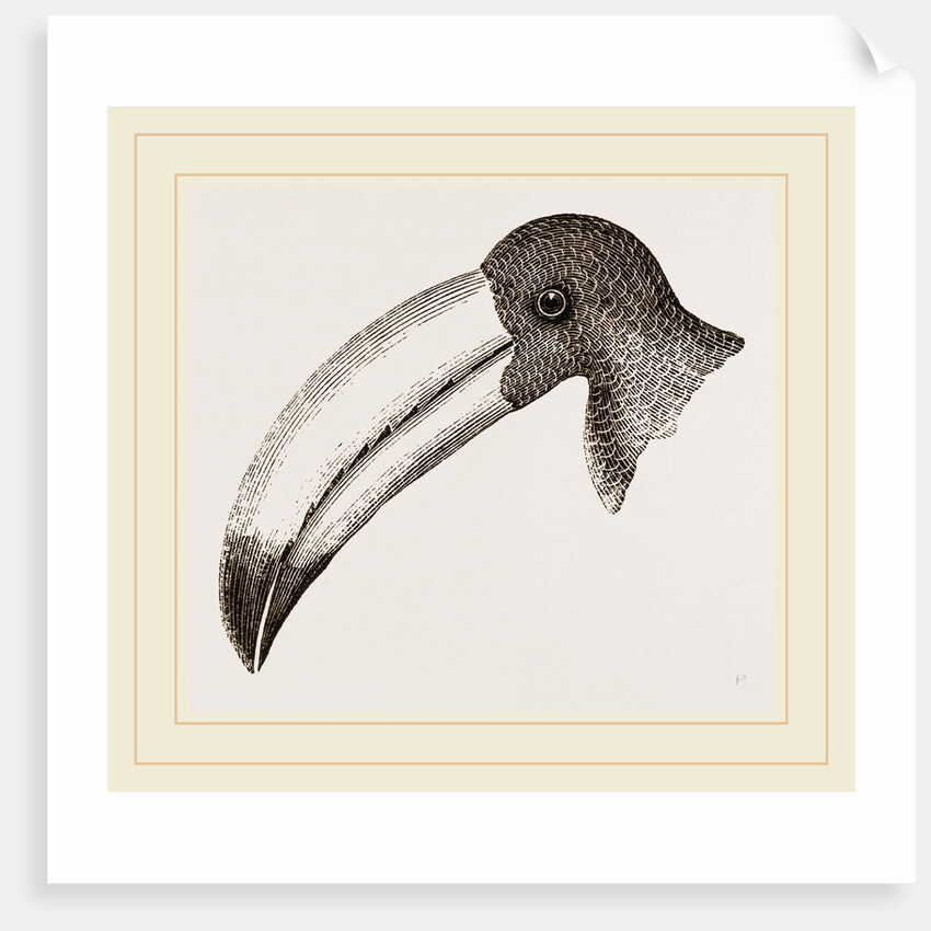 Head of Toucan by Anonymous