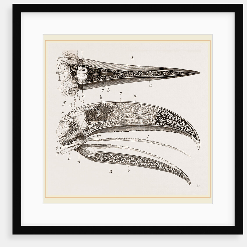 Internal Structure of Beak and Head Toucan by Anonymous